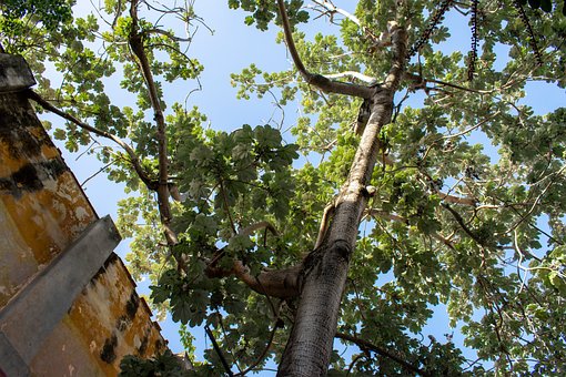 Free Tree Leaves photo and picture