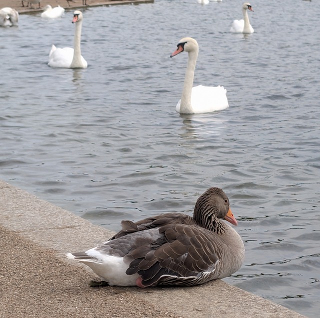 Free Swan Goose photo and picture