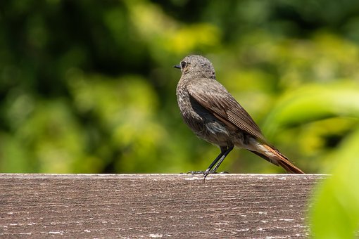 Vogel, Zangvogel, Roodstaart, Snavel