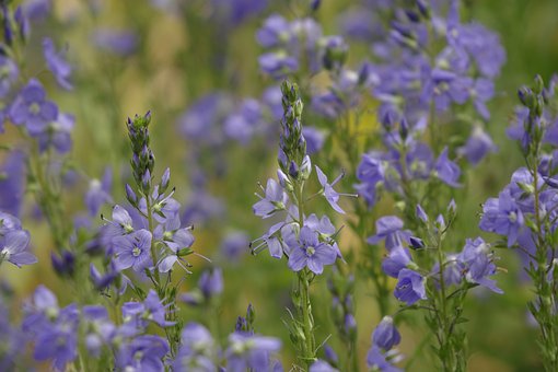 Blåblomst, Vild Blomst, Natur, Lilla
