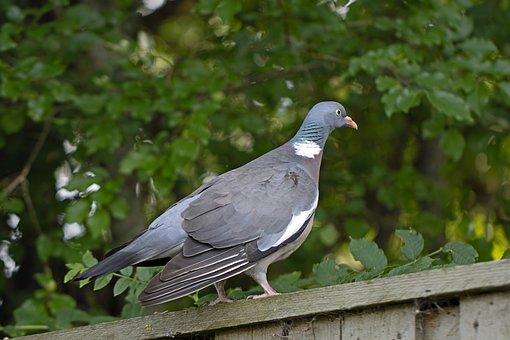 Free Wood Pigeon Green Foliage photo and picture