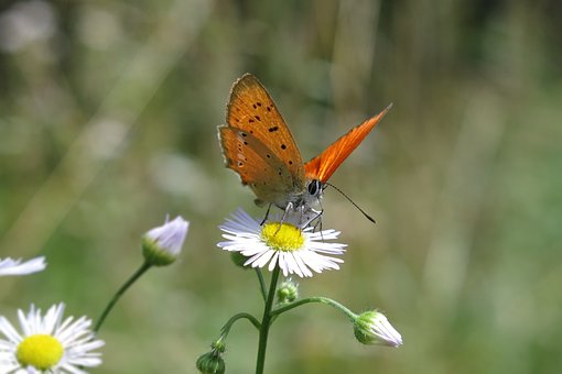 Sommerfugl, Alant, Natur, Makro