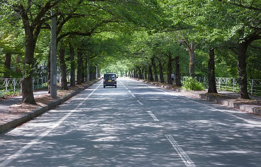 Free Driving Trees photo and picture