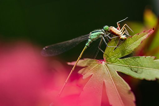 Libelle, Insekt, Natur, Grün, Blatt