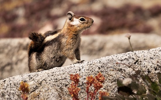 Free Chipmunk Rodent photo and picture