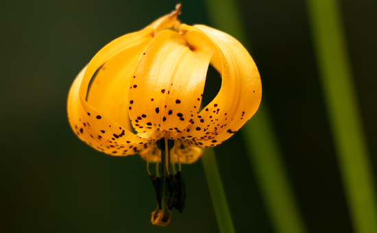 Free Flower Lily photo and picture