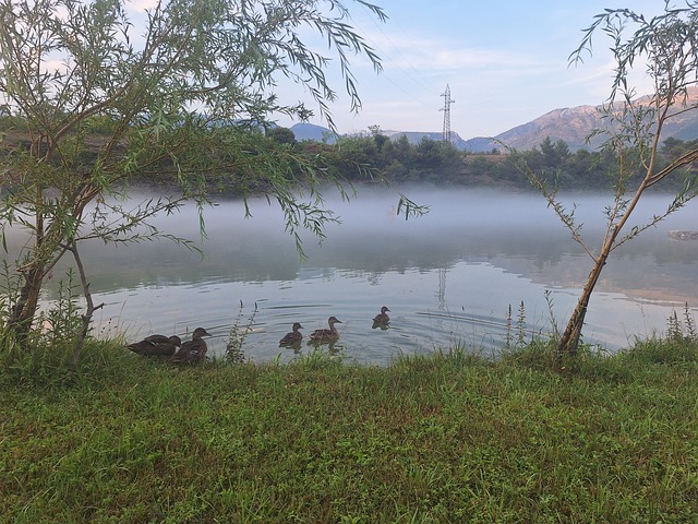 Free Ducks Lake photo and picture