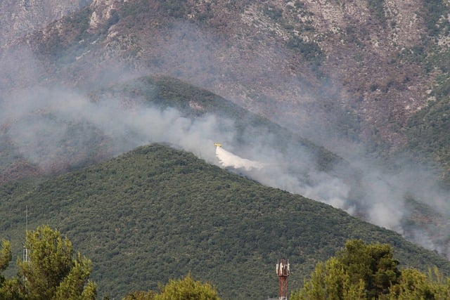 Free Forest Fire Smoke photo and picture