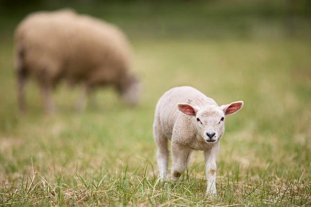 Free Lamb Field photo and picture