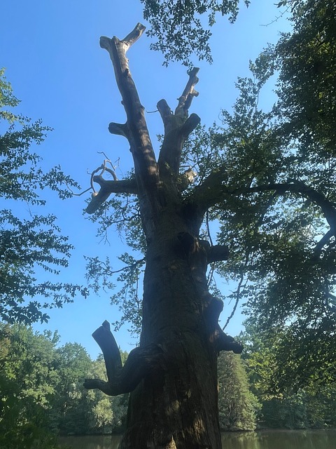 Free Tree Trunk photo and picture