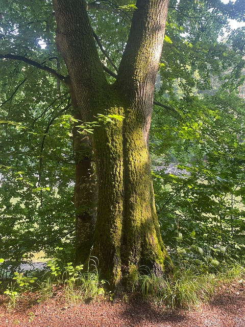 Free Tree Moss photo and picture