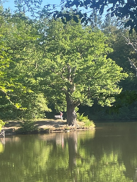 Free Tree Lake photo and picture