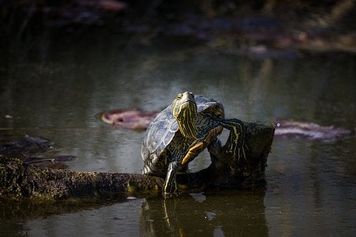 Free Turtle Nature photo and picture