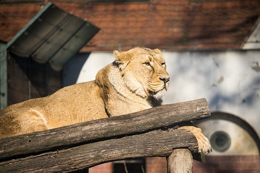 Free Lion Animal photo and picture