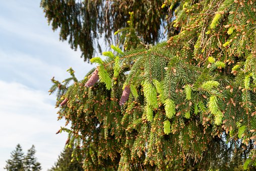 Fichte, Nadelbaum, Neuaustrieb, Natur