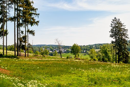 Landschaft, Wiese, Wildblumen