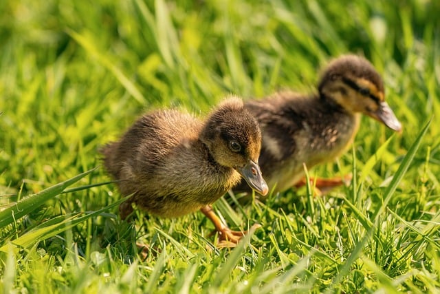 Free Duckling Grass photo and picture
