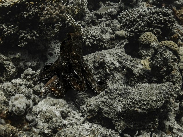 Free Octopus Coral Reef photo and picture