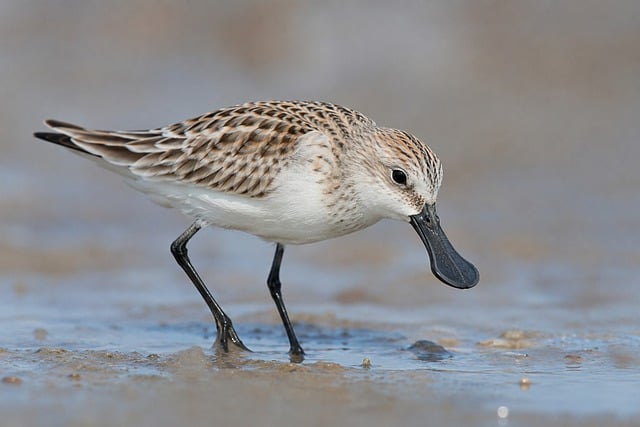 Free spoon-billed sandpiper nature endangered species illustration