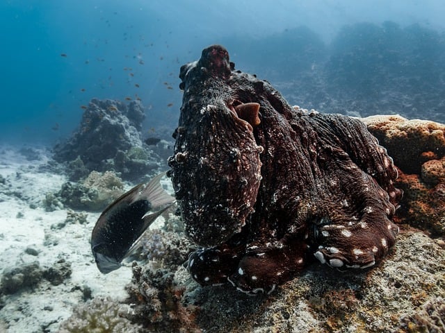 Free Octopus Pacific photo and picture