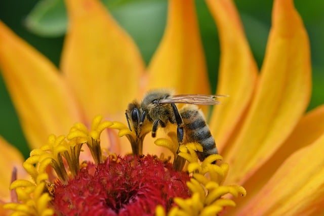 Free Bee Flower Wallpaper photo and picture