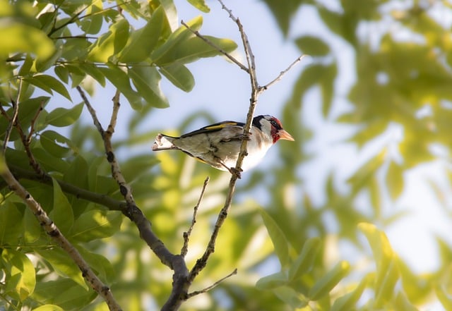 Free Bird Green photo and picture