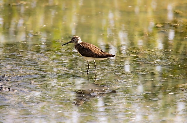 Free Bird Wader photo and picture