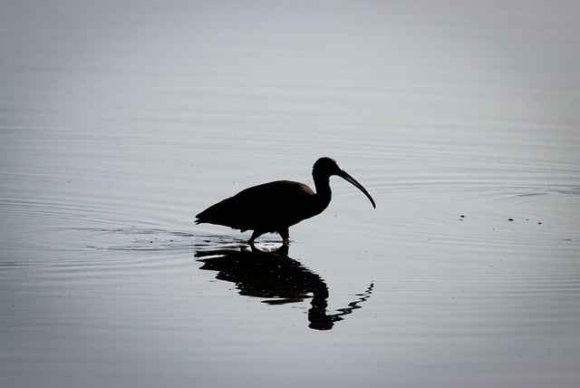 Free Ibis Silhouette photo and picture