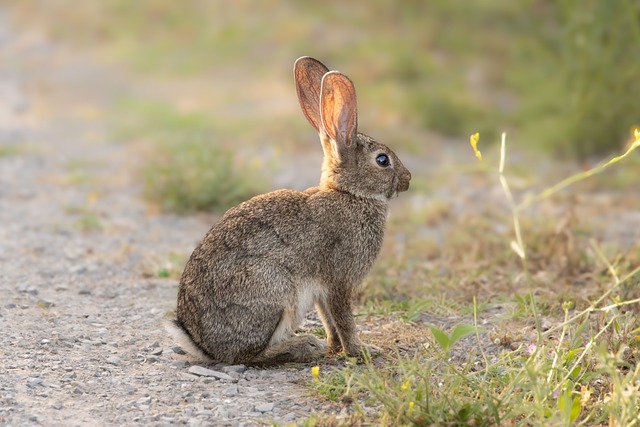 Free Rabbit Wild photo and picture