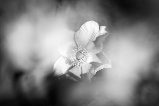 Blume, Anemone, Natur, Monochrom