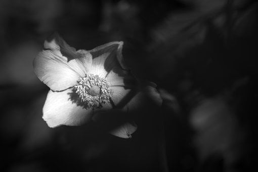 Anemone, Blume, Monochrom, Blütenblatt