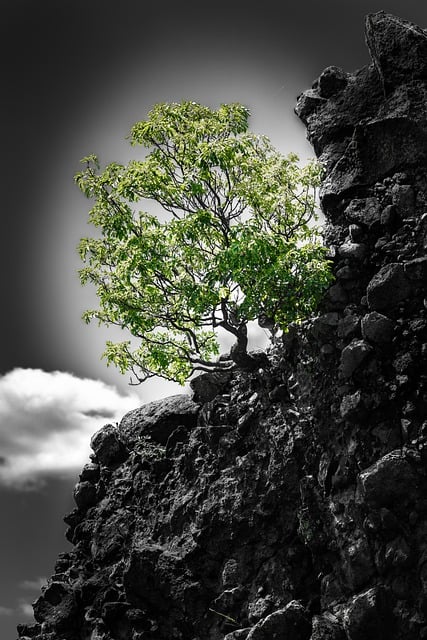 Free Tree Rock photo and picture