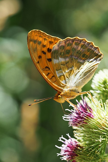 Free Butterfly Nature photo and picture