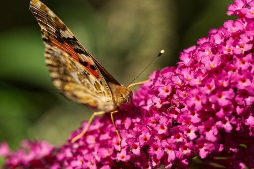 Free Butterfly Insect photo and picture
