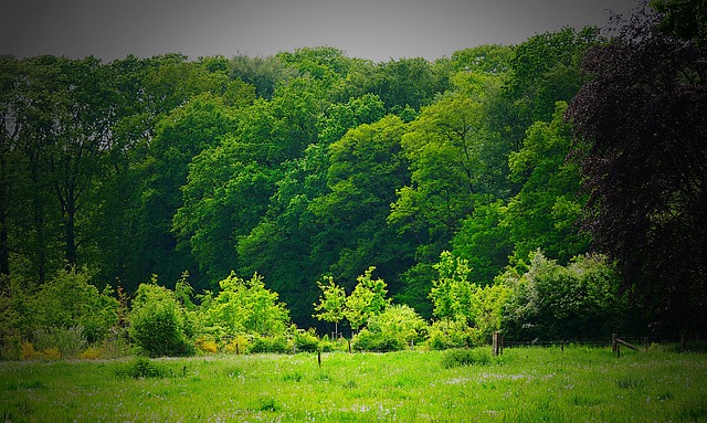 Free Forest Meadow photo and picture