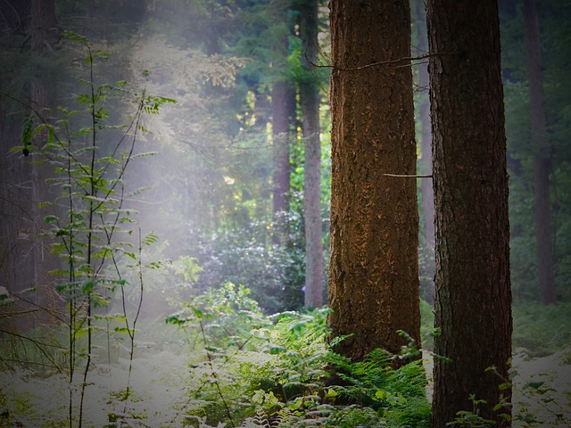 Wald, Baum, Lichtstrahl, Nebel, Natur