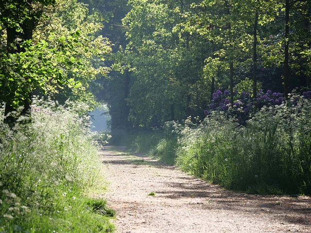 Free Forest Path Sunlight photo and picture