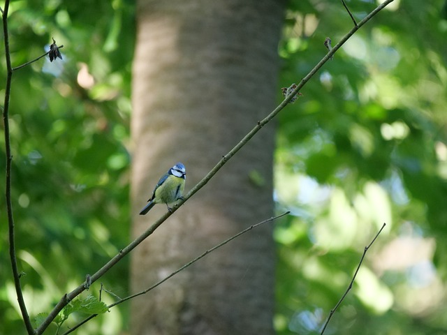 Free Great Tit Branch photo and picture