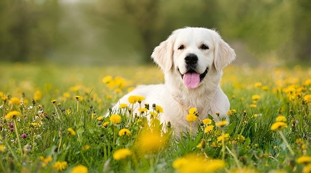 Free Dog Yellow Flower illustration and picture