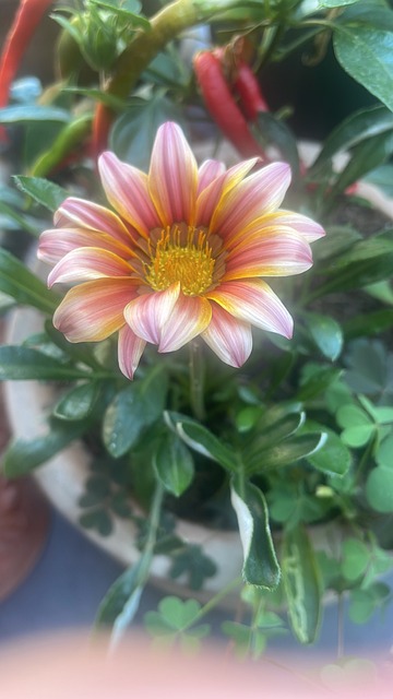 Free Gazania Flower photo and picture