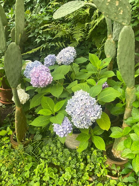 Free Hydrangea Cactus photo and picture