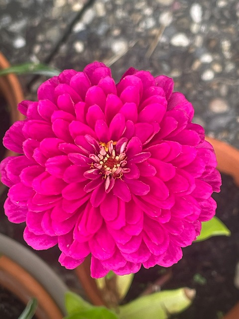Free Zinnia Blooming illustration and picture