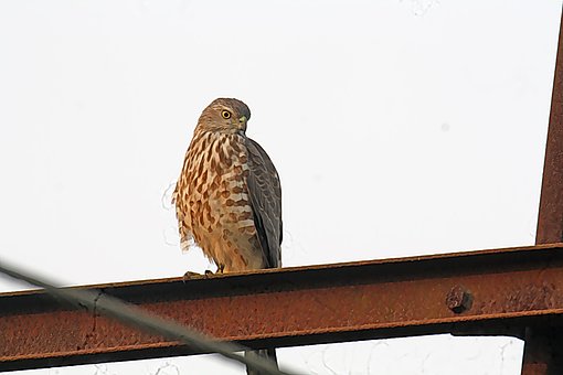 Free Falcon Bird photo and picture