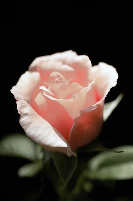 Rose, Blume, Knospe, Blüte, Natur, Zart