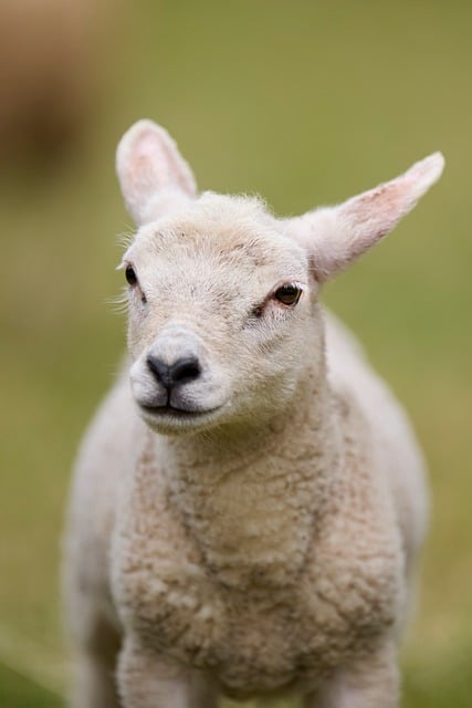 Free Lamb Cute photo and picture