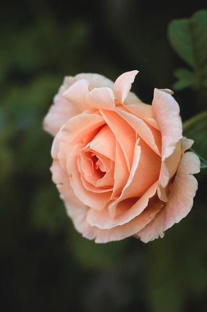 Rose, Blume, Pastellrosa, Blätter