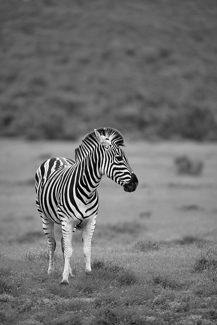 Free Zebra Wilderness photo and picture