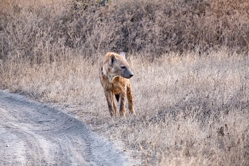 Hiena, Serengeti, Tanzania, Pradera