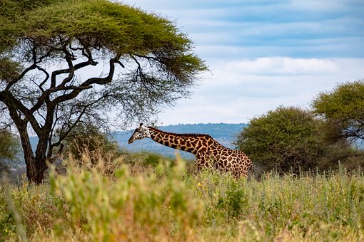Jirafa, Tanzania, Tarangire, Naturaleza