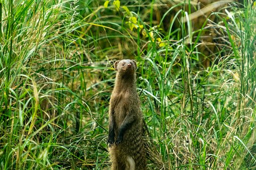Mangosta, Naturaleza, Animal, Tarangire